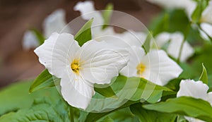 White petals of the large flowered White Trillium Trillium grandiflorum.