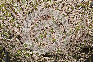 White petals of a nanking cherry blossoms in spring.