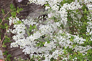 White petals of Nanking cherry Prunus tomentosa with green leaves