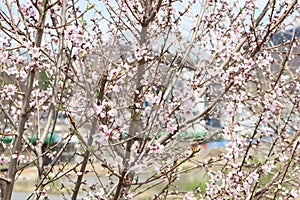 White petals of Nanking cherry Prunus tomentosa with green leaves