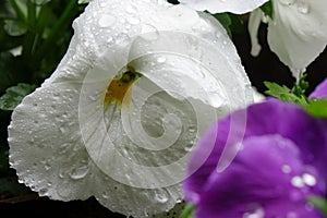 White petals of a pansy wet with raindrops