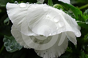 White petals of a pansy wet with raindrops