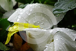 White petals of a pansy wet with raindrops