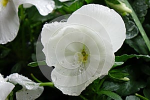 White petals of a pansy wet with raindrops