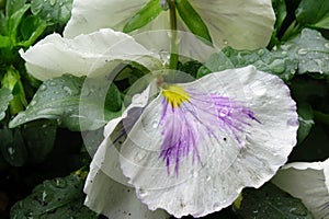 White petals of a pansy wet with raindrops