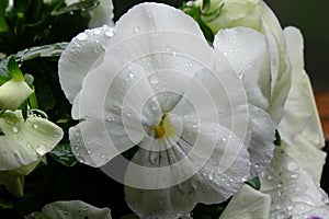 White petals of a pansy wet with raindrops