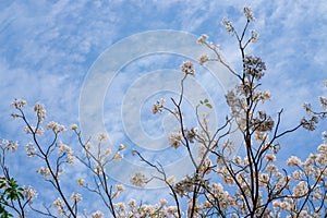 White petals of Pink Trumpet shrub flowering tree blossom on green leaves under clouds and blue sky background