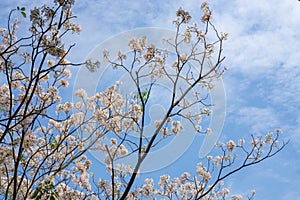 White petals of Pink Trumpet shrub flowering tree blossom on green leaves under clouds and blue sky background