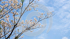 White petals of Pink Trumpet shrub flowering tree blossom on green leaves under clouds and blue sky background
