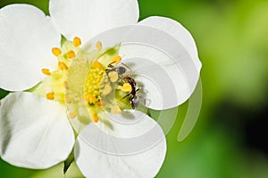 White petals of strawberry flower with ants on a sunny day