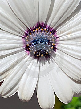 white petals, white daisy, flower with purple center