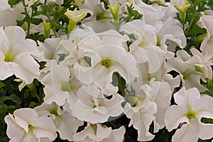 White petunia