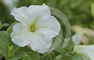 White Petunia Axillaris Flower