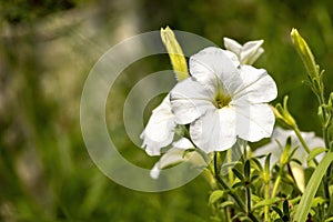 White Petunia axillaris flower blooming in the garden with blurred background. photo