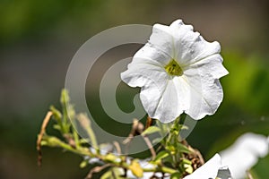 White Petunia axillaris flower blooming in the garden photo