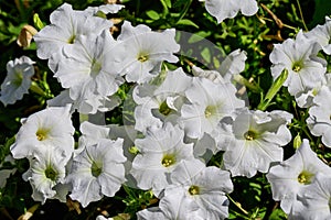 White Petunia axillaris flowers in a sunny spring garden viewd from above, fresh natural and floral background