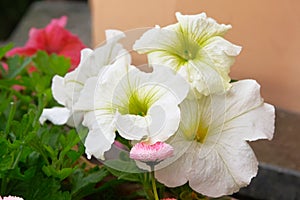 White petunia blooms in spring in botanical garden. Colorful blooming Petunia flowers, spring time