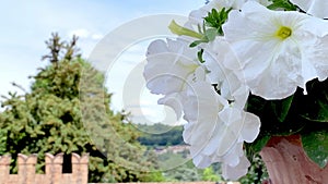 White petunia blowing in the wind near the walls of a castle