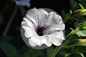 White petunia flower with a dark purple inside