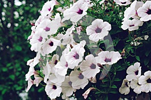 White petunia flowers