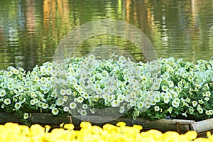 White petunia flowers blooming in bamboo raft on water background