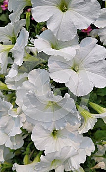 White Petunia flowers in full frame