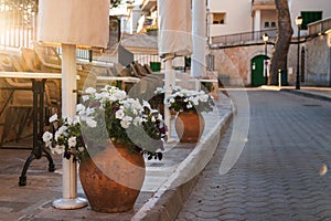 White petunia flowers in pot on empty street in Cala Figuera, Mallorca photo