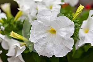 White Petunia Surfinia Vein photo