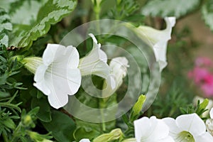 White Petunias flowers in garden photo
