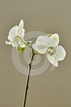 White Phalaenopsis