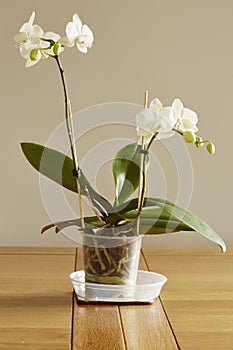 White Phalaenopsis