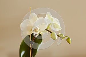 White Phalaenopsis