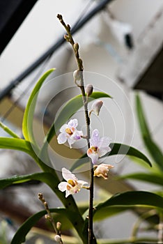 white Phalaenopsis equestris flowes blooming