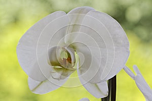 White Phalaenopsis hybrid orchid house plant