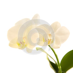 White phalaenopsis orchid