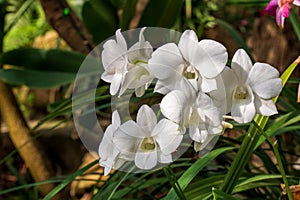 white Phalaenopsis orchid