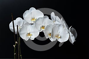 White Phalaenopsis orchid