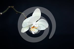 White phalaenopsis orchid