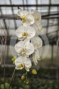 White Phalaenopsis Orchid