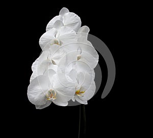 White Phalaenopsis Orchid