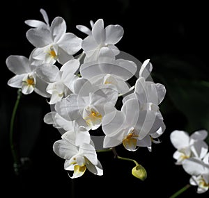 White Phalaenopsis Orchid