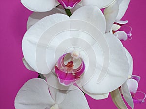 White Phalaenopsis Orchid