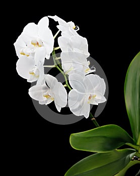 White phalaenopsis orchid on black background