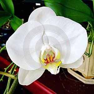 White phalaenopsis orchid bloom