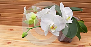 White Phalaenopsis Orchid in bloom on wooden background