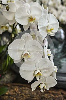 White Phalaenopsis Orchid