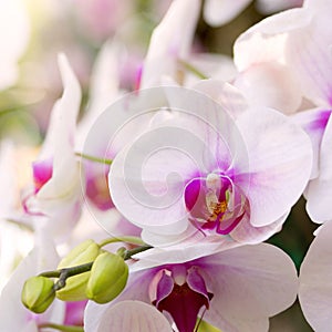 White phalaenopsis orchid flower