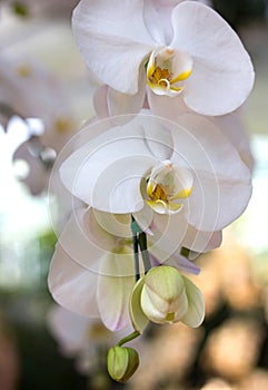 White phalaenopsis orchid flower