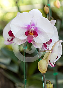 White phalaenopsis orchid flower