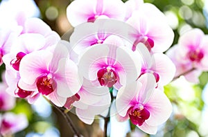 White phalaenopsis orchid flower